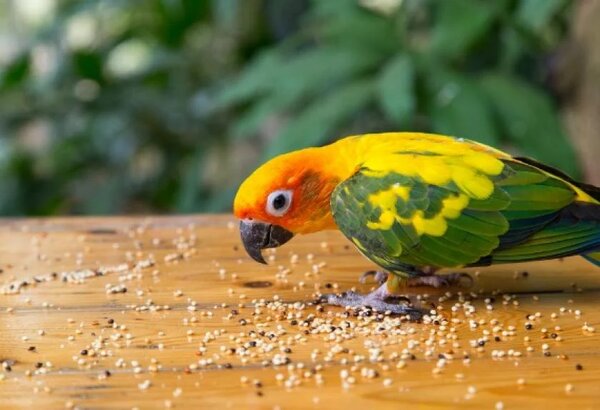 Thức ăn cho vẹt Sun Conure