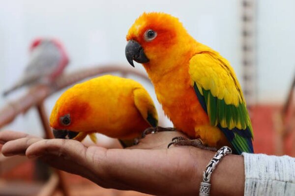 Vẹt Sun Conure ăn gì?