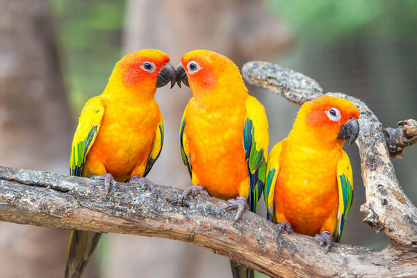 Vẹt Sun Conure giá bao nhiêu? 