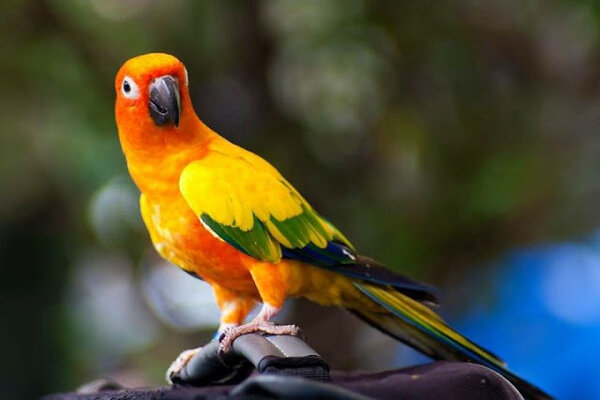 Vẹt Sun Conure vẫn có khả năng bắt chước âm thanh