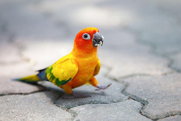 Cách chọn mua vẹt Sun Conure