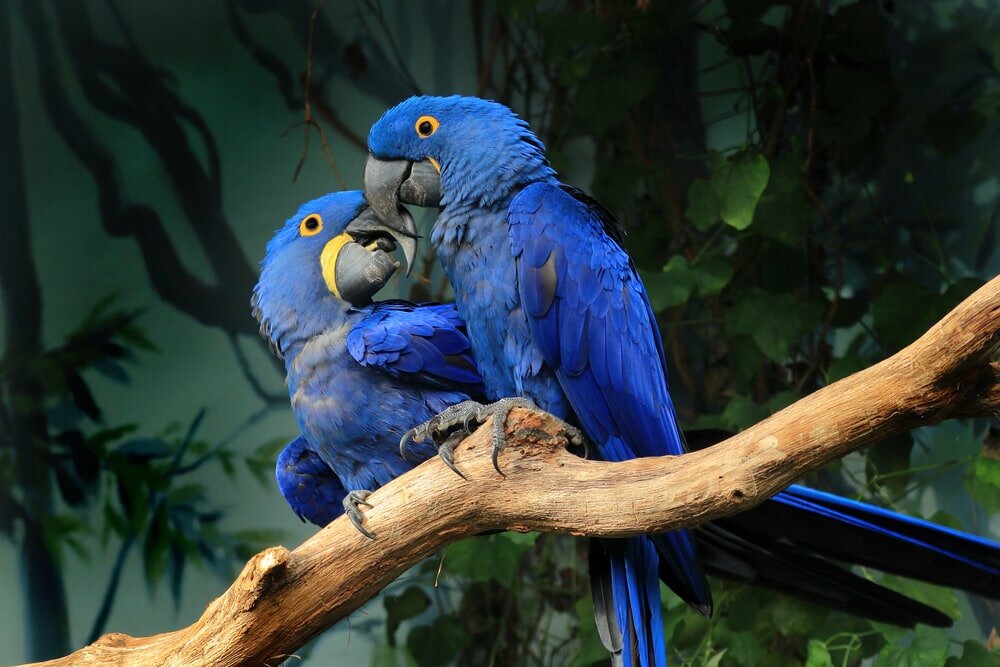 Macaw là loài vẹt lớn nhất 