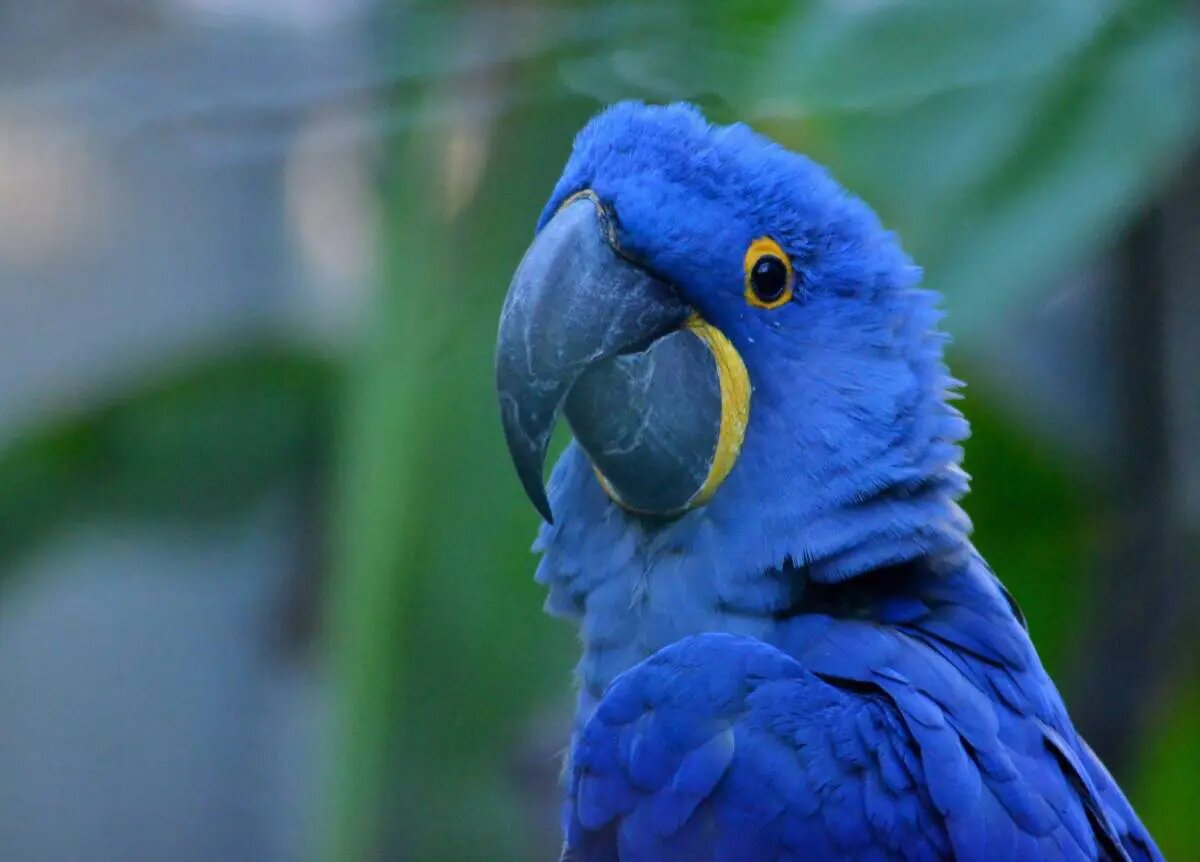 Macaw là thuộc top loài vẹt có kích thước lớn