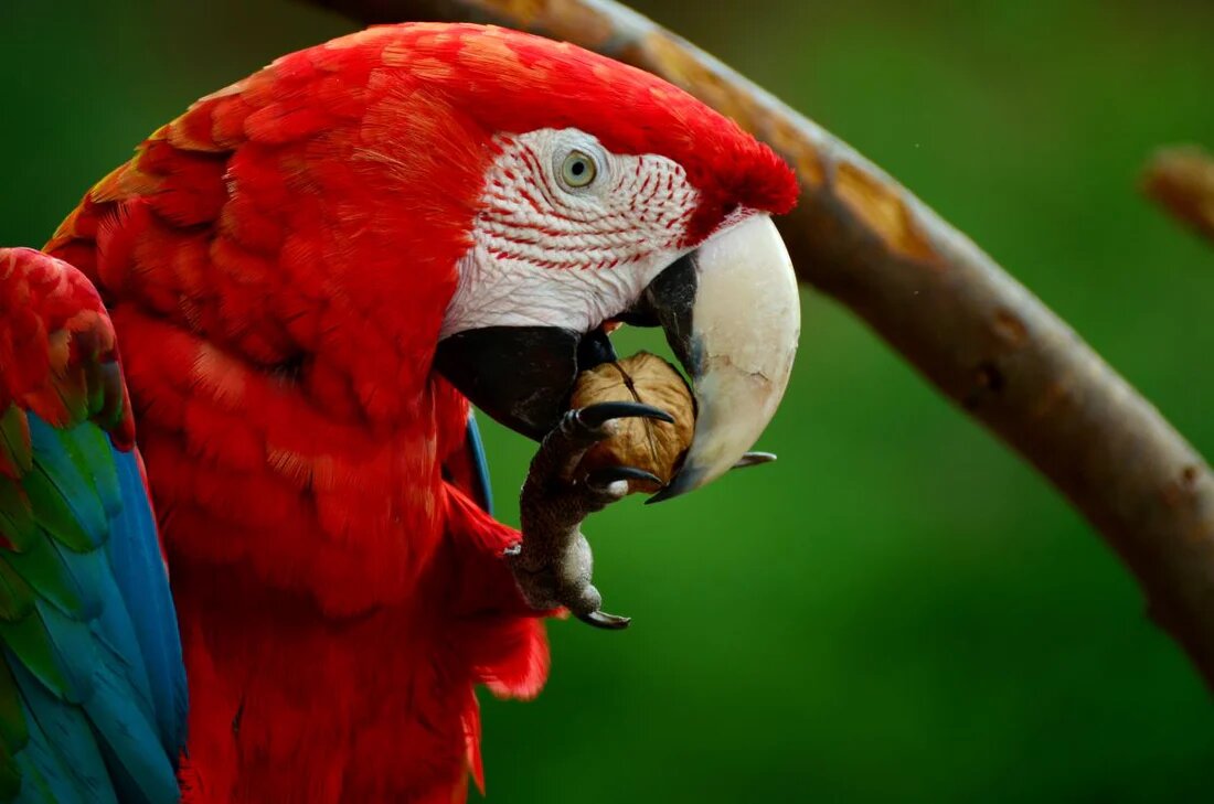 Vẹt Macaw thích ăn hạt và trái cây