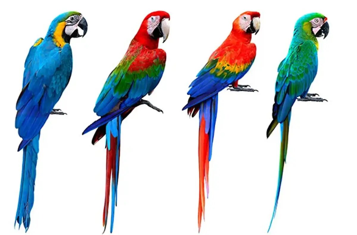 Có rất nhiều loại vet Macaw khác nhau