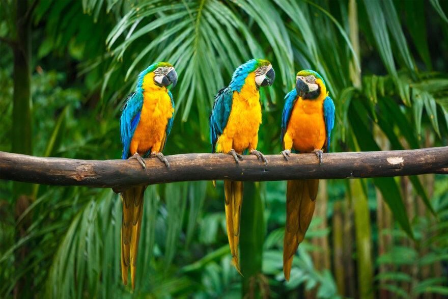 Các loại bệnh mà vẹt macaw thường gặp phải