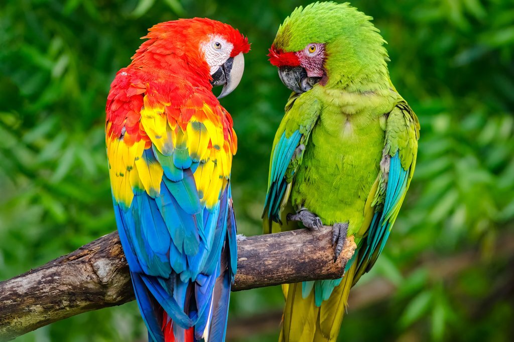 Cách chọn mua vẹt macaw