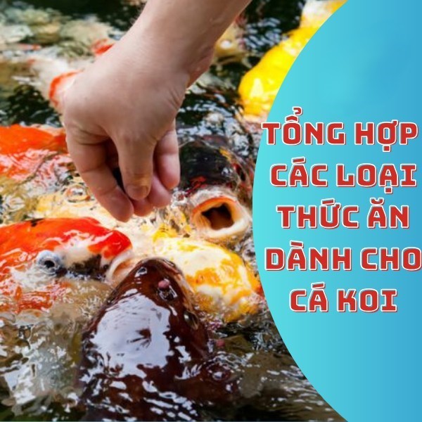 Các loại thức ăn chất lượng cao thường được dùng cho cá Koi