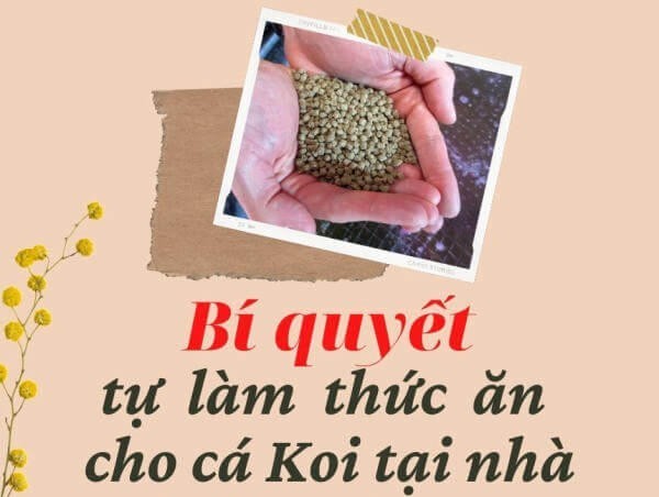 Cách làm thức ăn cá Koi tự chế từ nguyên liệu thiên nhiên