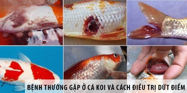 Nguyên nhân và cách khắc phục tình trạng cá Koi bị bệnh