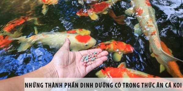 Thức ăn cá Koi được thiết kế để cung cấp đầy đủ các chất dinh dưỡng