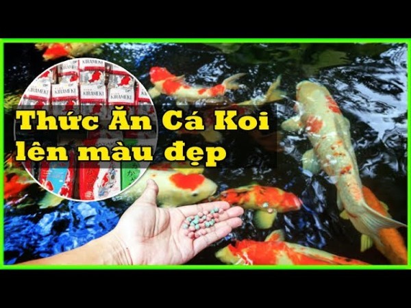 Cách Sử dụng Thức ăn Cá Koi để Nâng cao Màu sắc