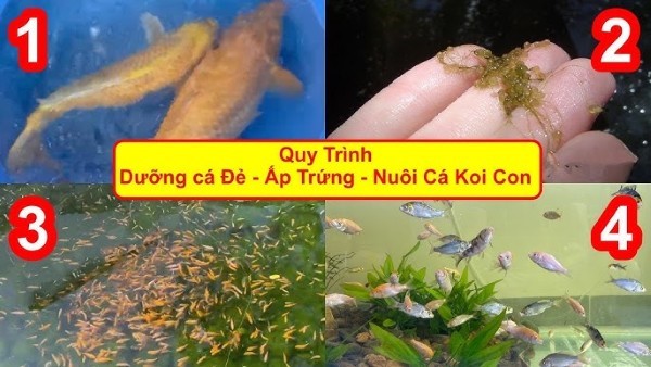 Những Lưu ý Quan Trọng của Kỹ thuật lai tạo cá Koi