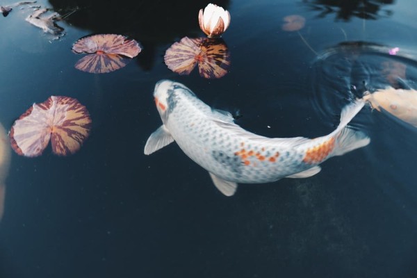 Cá Koi nhảy lên mặt nước Cá Koi nhảy lên mặt nước