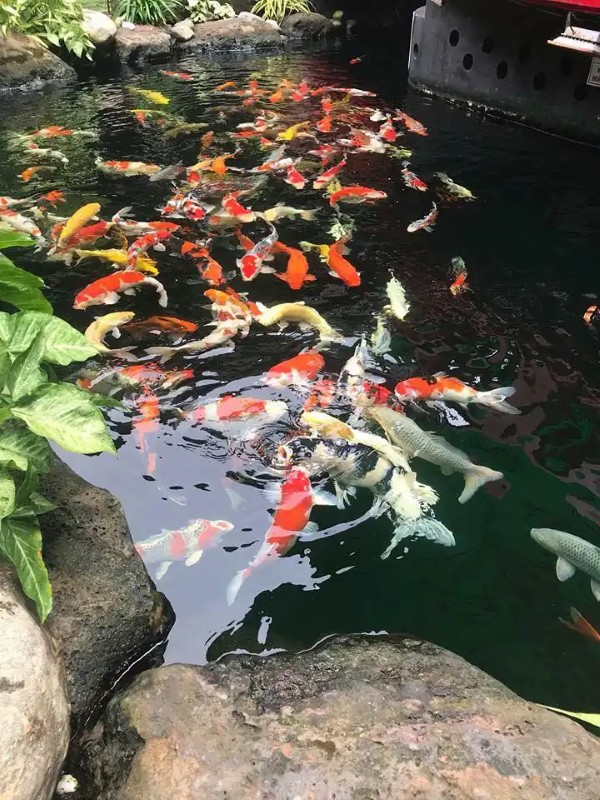 Các vấn đề sức khỏe khiến cá koi nhảy lên mặt nước Các vấn đề sức khỏe khiến cá koi nhảy lên mặt nước