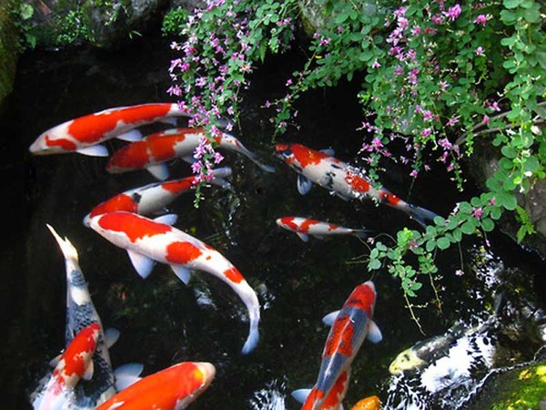 Những hiểu lầm phổ biến về nhịn đói ở cá Koi Những hiểu lầm phổ biến về nhịn đói ở cá Koi