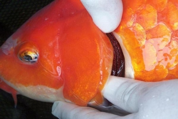 Cách dùng Tetracyclin cho cá koi an toàn đúng liều lượng. 18 Các bệnh cá koi được điều trị bằng Tetracyclin