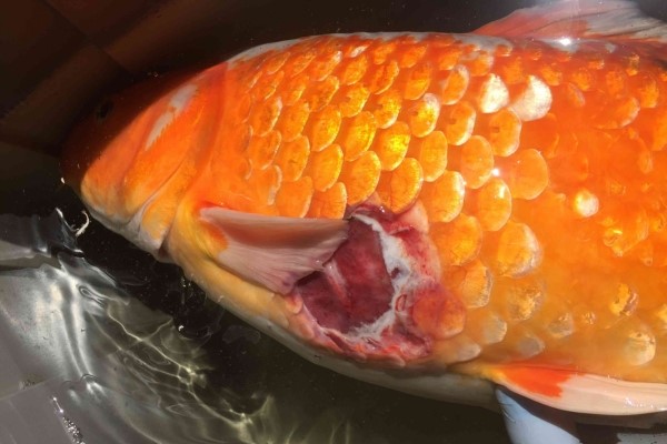 Cách dùng Tetracyclin cho cá koi an toàn đúng liều lượng. 26 Điều trị bệnh nhiễm khuẩn và loét da