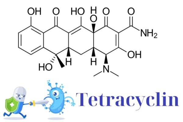 Cách dùng Tetracyclin cho cá koi an toàn đúng liều lượng. 16 Cơ chế hoạt động của Tetracyclin