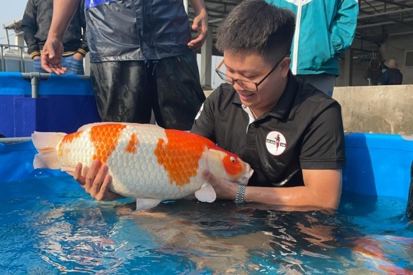 Cách dùng Tetracyclin cho cá koi an toàn đúng liều lượng. 22 Phương pháp ngâm cá koi trực tiếp với Tetracyclin