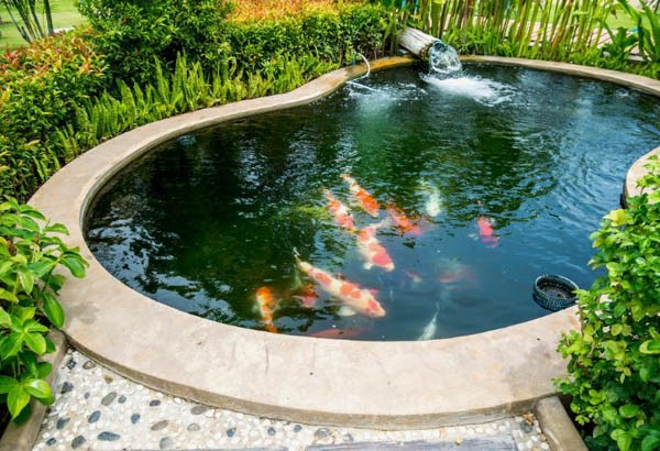 Cách thay nước hồ cá Koi đúng chuẩn hiệu quả 9 Nguyên tắc cơ bản khi thay nước hồ cá Koi