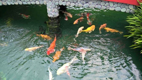 Cách thay nước hồ cá Koi đúng chuẩn hiệu quả 11 Chuẩn bị nguồn nước thay thế an toàn