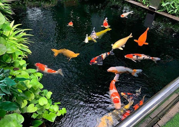 Cách thay nước hồ cá Koi đúng chuẩn hiệu quả 15 Tối ưu hóa chất lượng nước giữa các lần thay