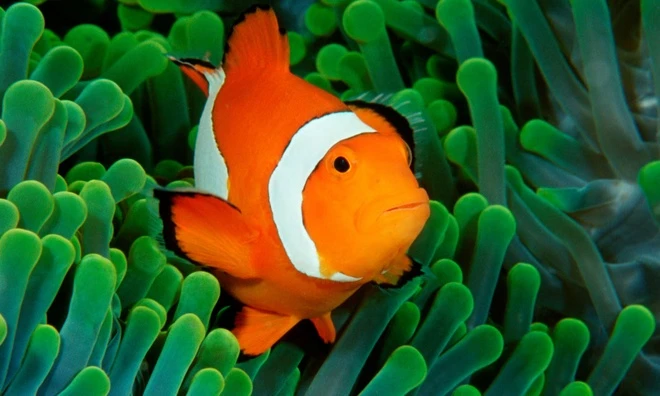 Các lỗi thường gặp khi nuôi cá nemo và cách khắc phục Các lỗi thường gặp khi nuôi cá nemo và cách khắc phục
