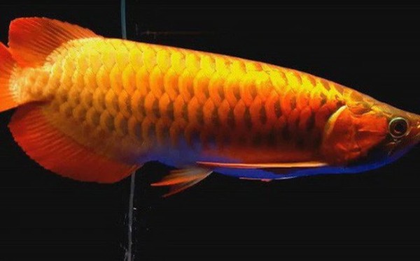 Tổng quan về cá huyết long Tổng quan về cá huyết long