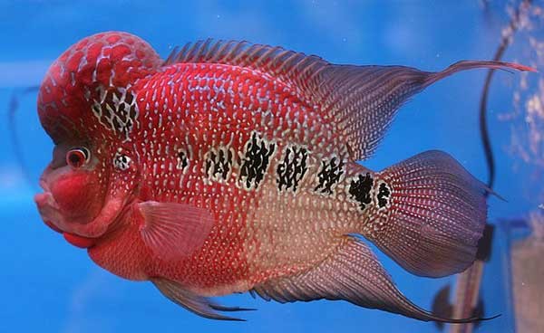 Nguồn gốc xuất xứ và lịch sử cá la hán Nguồn gốc xuất xứ và lịch sử cá la hán