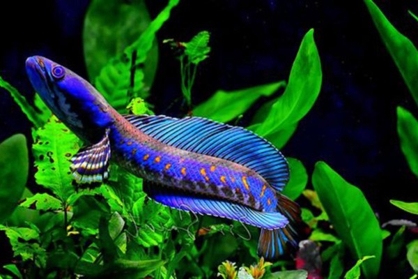 Tổng quan về cá lóc cảnh Tổng quan về cá lóc cảnh