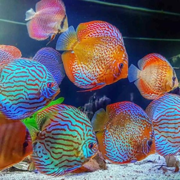 Giới thiệu về cá đĩa Giới thiệu về cá đĩa