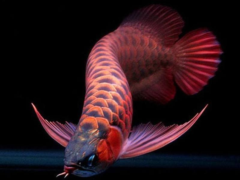 Các loại cá cảnh size lớn phổ biến Các loại cá cảnh size lớn phổ biến