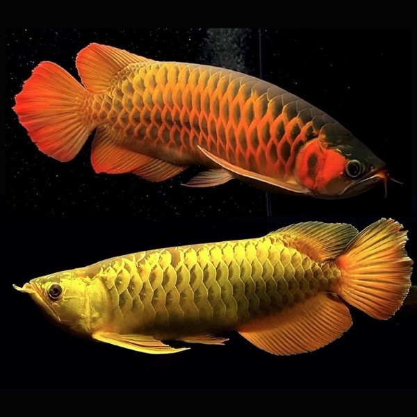 Ý nghĩa phong thủy của cá Kim Long Ý nghĩa phong thủy của cá Kim Long