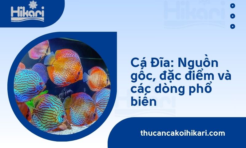 Cá Đĩa: Nguồn gốc, đặc điểm và các dòng phổ biến