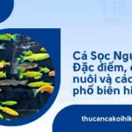 Trang chủ