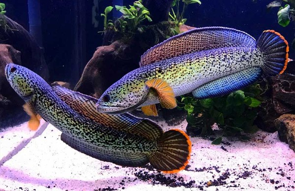 Xử lý và phòng ngừa bệnh thường gặp Xử lý và phòng ngừa bệnh thường gặp