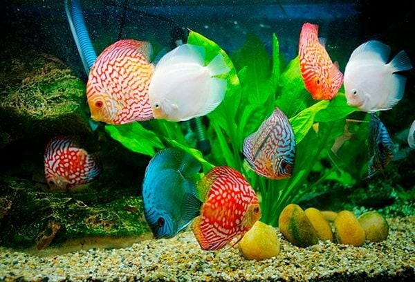 Chế độ dinh dưỡng và cho ăn cá đĩa Chế độ dinh dưỡng và cho ăn cá đĩa
