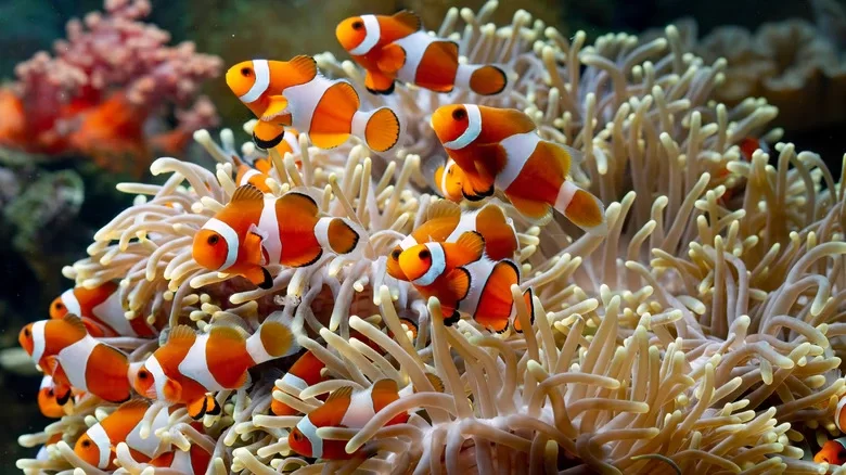 Xây dựng hệ sinh thái bể cá nemo đẹp và cân bằng Xây dựng hệ sinh thái bể cá nemo đẹp và cân bằng