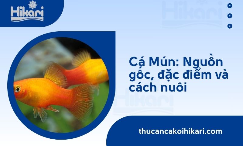 Cá Mún: Nguồn gốc, đặc điểm và cách nuôi