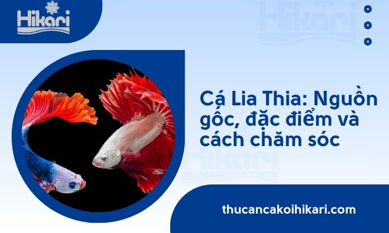 Cá Lia Thia​: Nguồn gốc, đặc điểm và cách chăm sóc