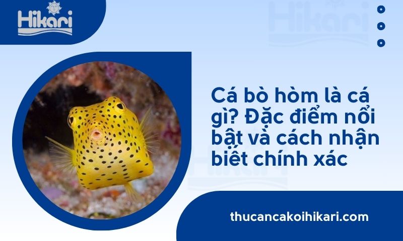 Cá bò hòm​ là cá gì? Đặc điểm nổi bật và cách nhận biết chính xác