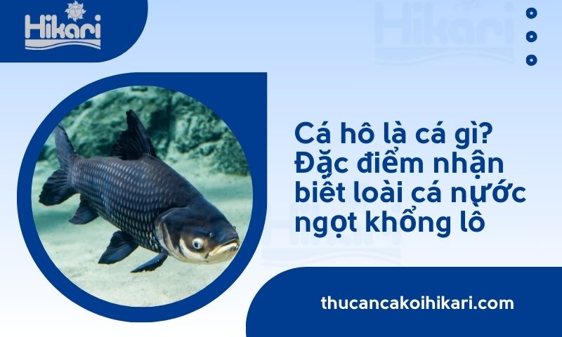Cá hô là cá gì? Đặc điểm nhận biết loài cá nước ngọt khổng lồ