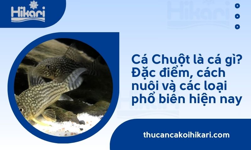 Cá Chuột là cá gì? Đặc điểm, cách nuôi và các loại phổ biến hiện nay