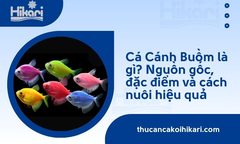 Cá cánh buồm​ là gì? Nguồn gốc, đặc điểm và cách nuôi