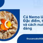 Cá Nemo là gì? Đặc điểm, tập tính và cách nuôi dễ dàng