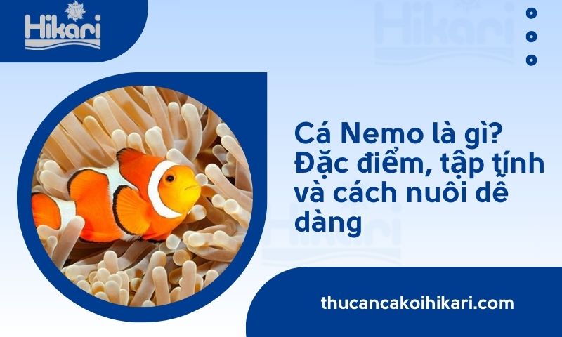 Cá Nemo là gì? Đặc điểm, tập tính và cách nuôi dễ dàng