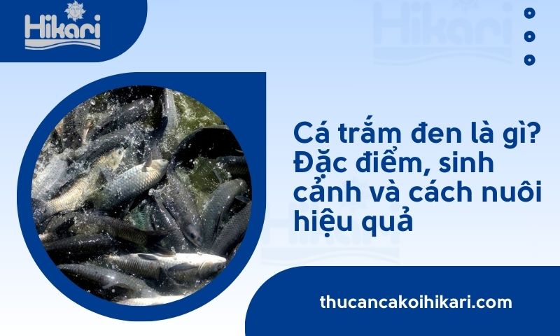 Cá trắm đen là gì? Đặc điểm, sinh cảnh và cách nuôi hiệu quả