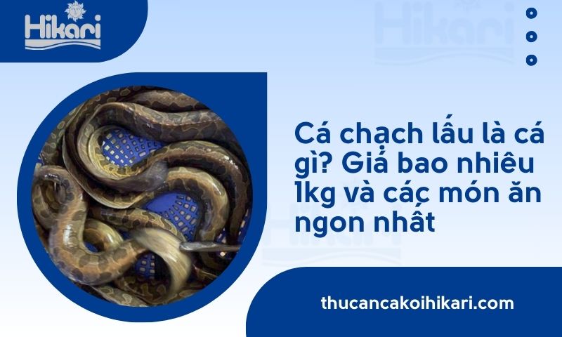 Cá chạch lấu là cá gì? Giá bao nhiêu 1kg và các món ăn ngon nhất