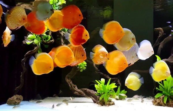 Cách phòng và trị bệnh cá đĩa Cách phòng và trị bệnh cá đĩa